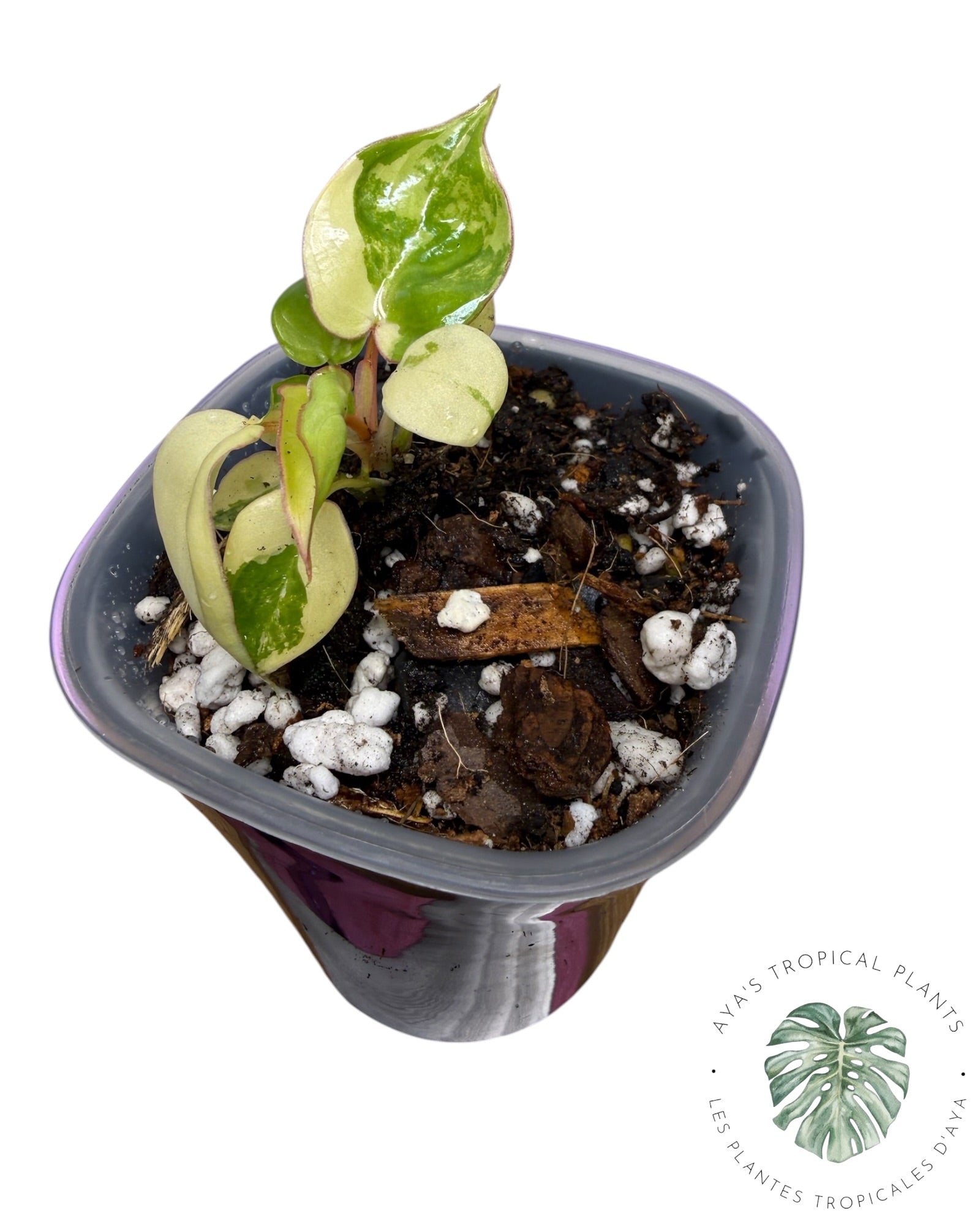Philodendron Billietiae Panaché