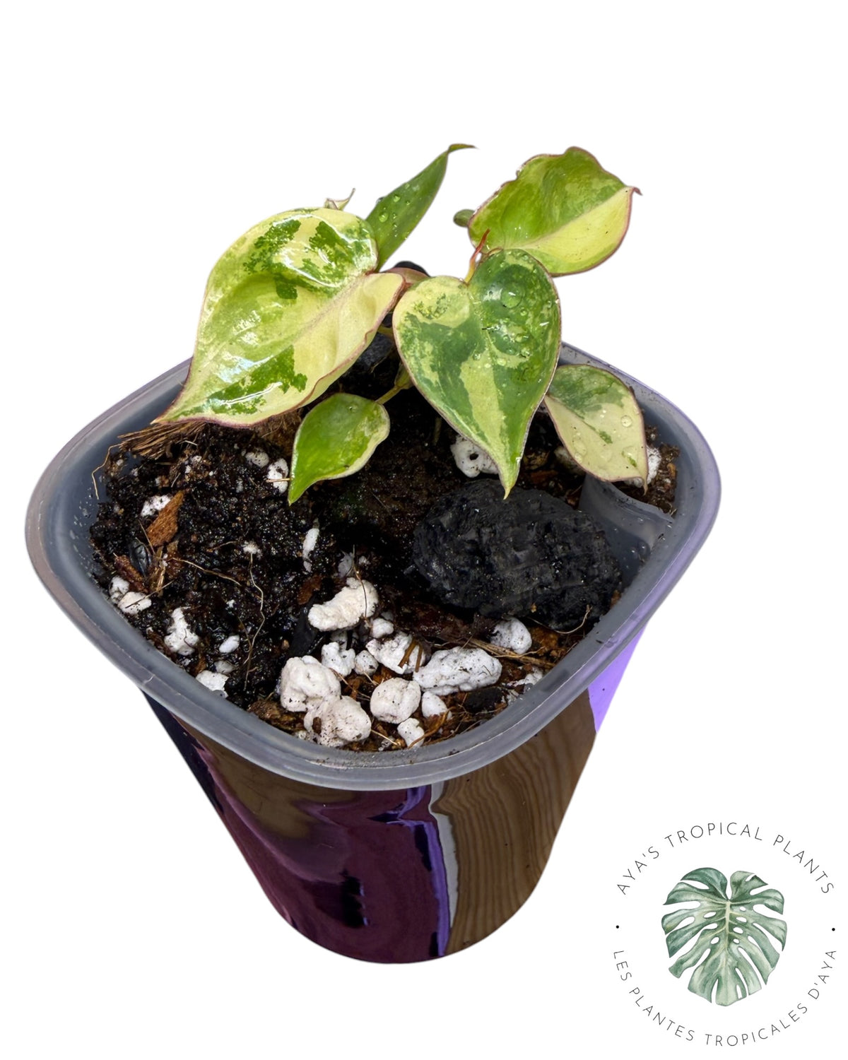 Philodendron Billietiae Variegated