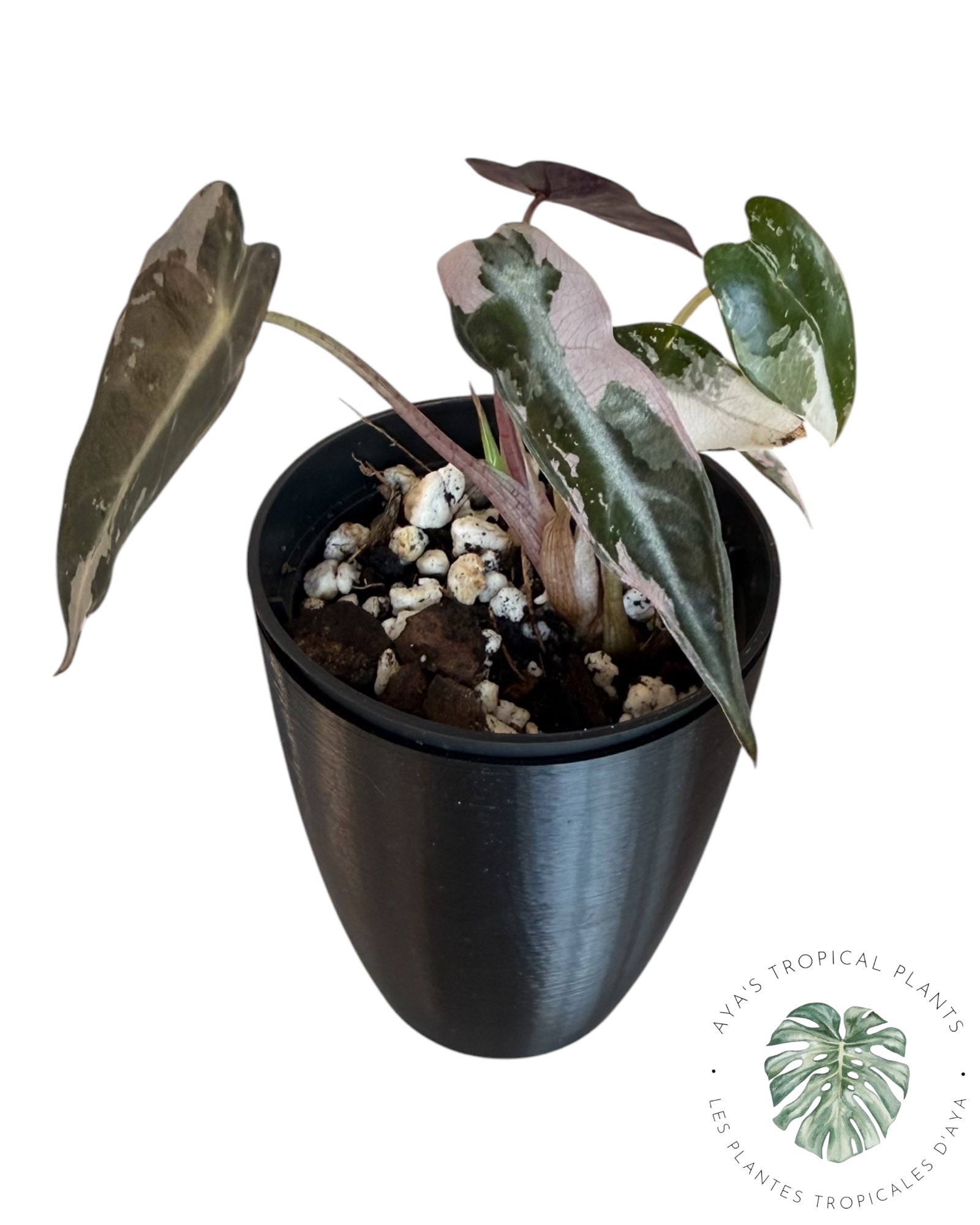Alocasia Bambino Pink Variegated