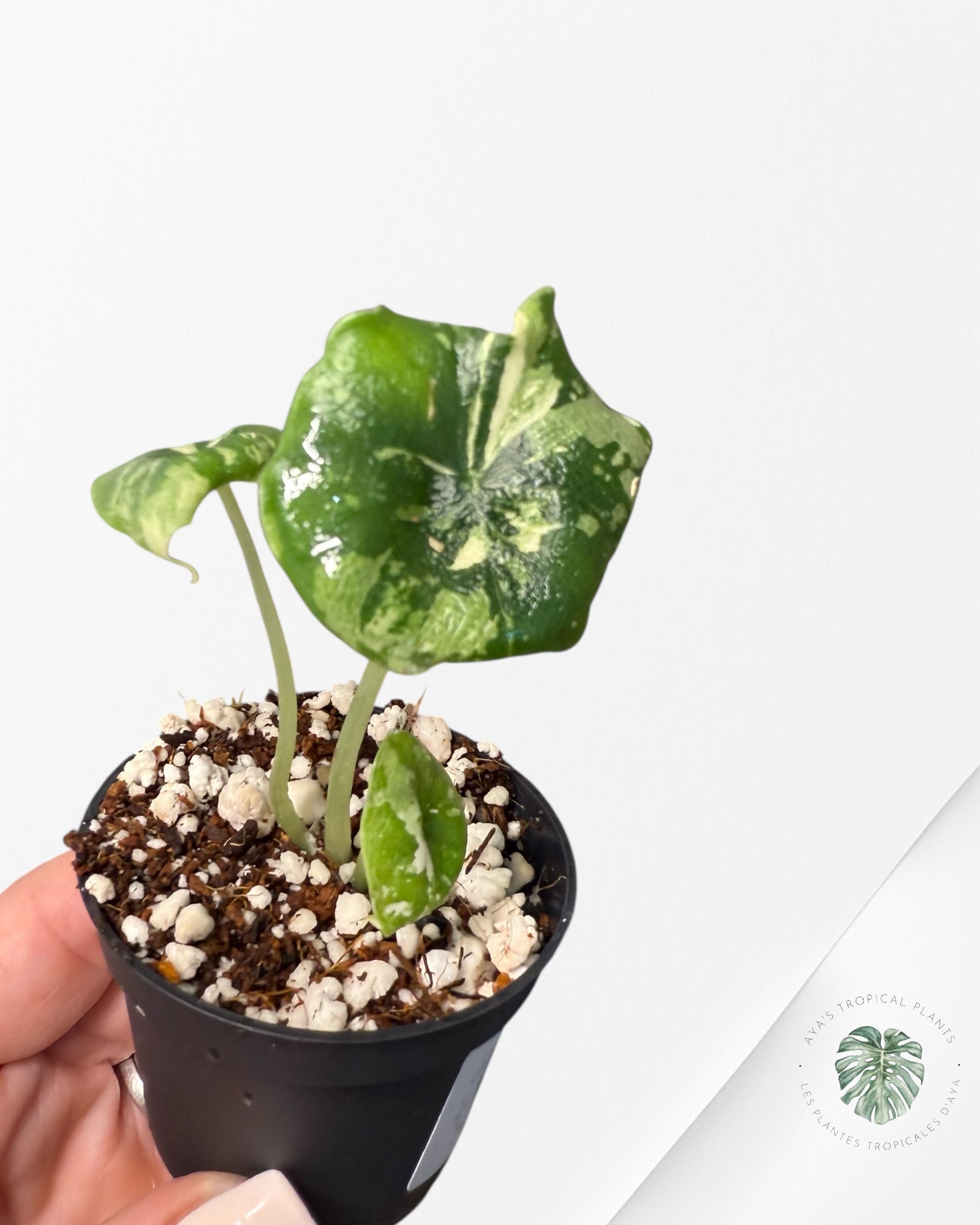 Alocasia Melo Albo Variagated-TC66