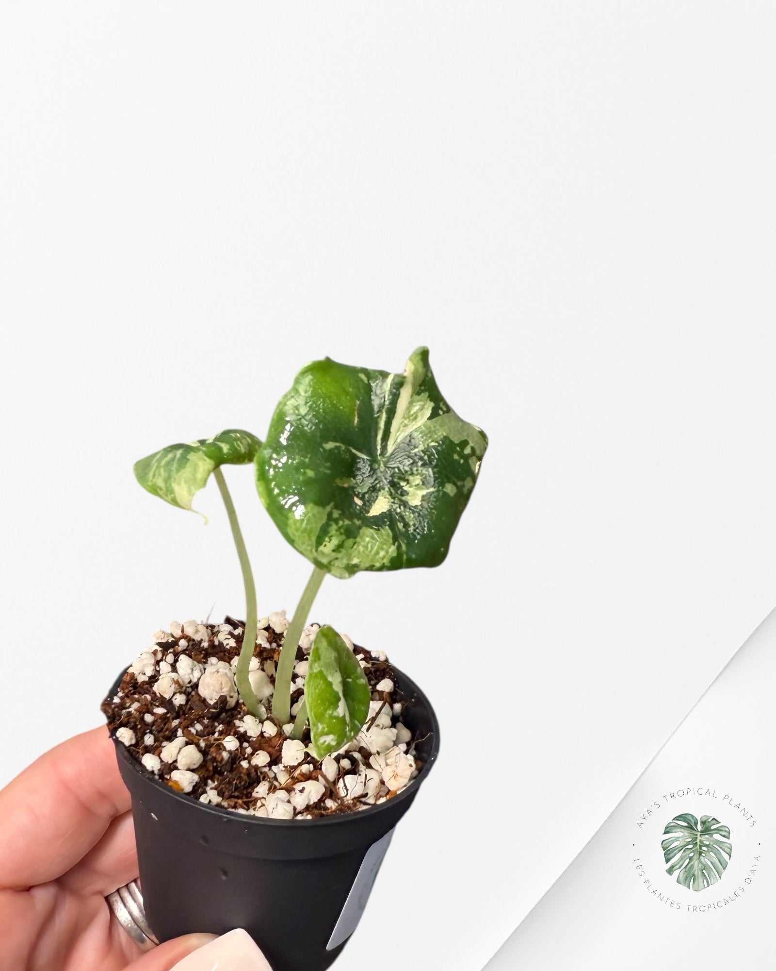 Alocasia Melo Albo Variagated-TC66