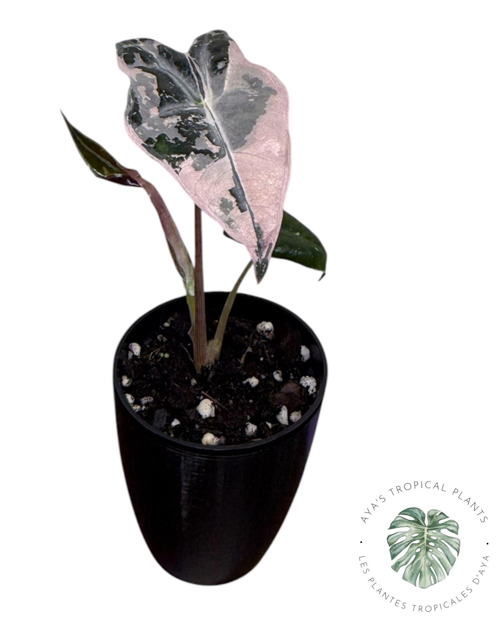 Alocasia Nobilis Pink Variegated