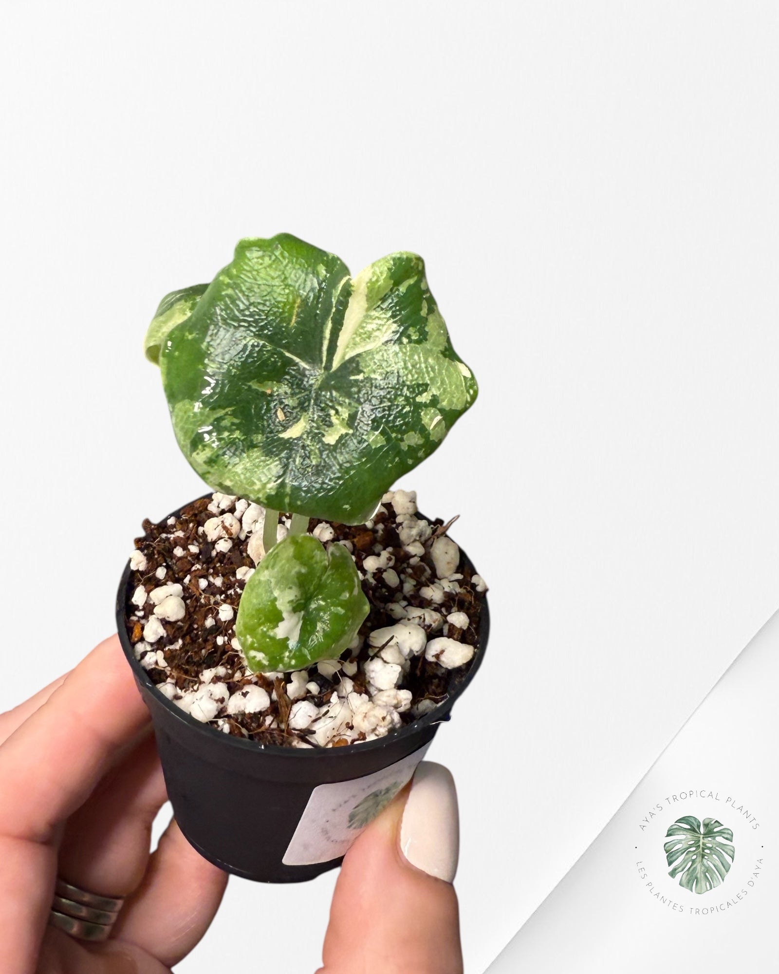 Alocasia Melo Albo Variagated-TC66
