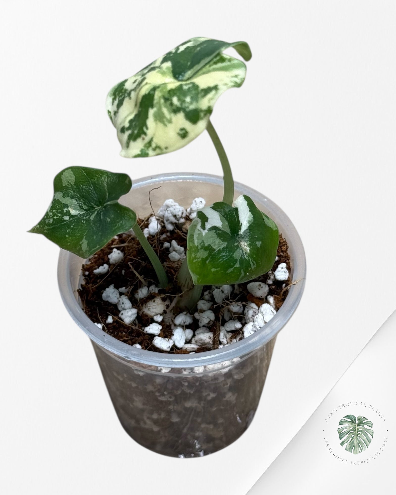 Alocasia Melo Panaché Albo-02