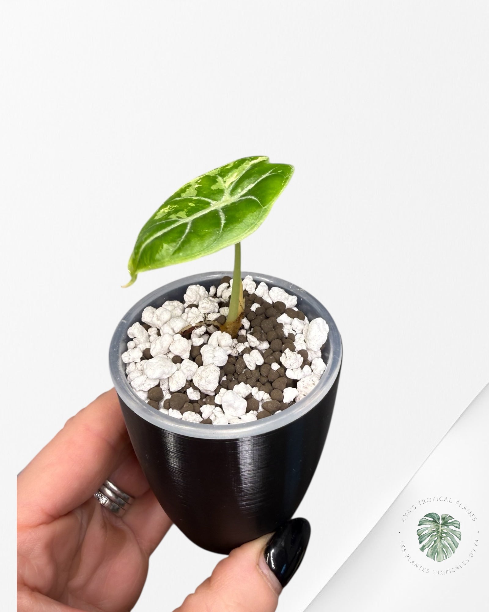 Alocasia Watsoniana Doff. Pink Variegated