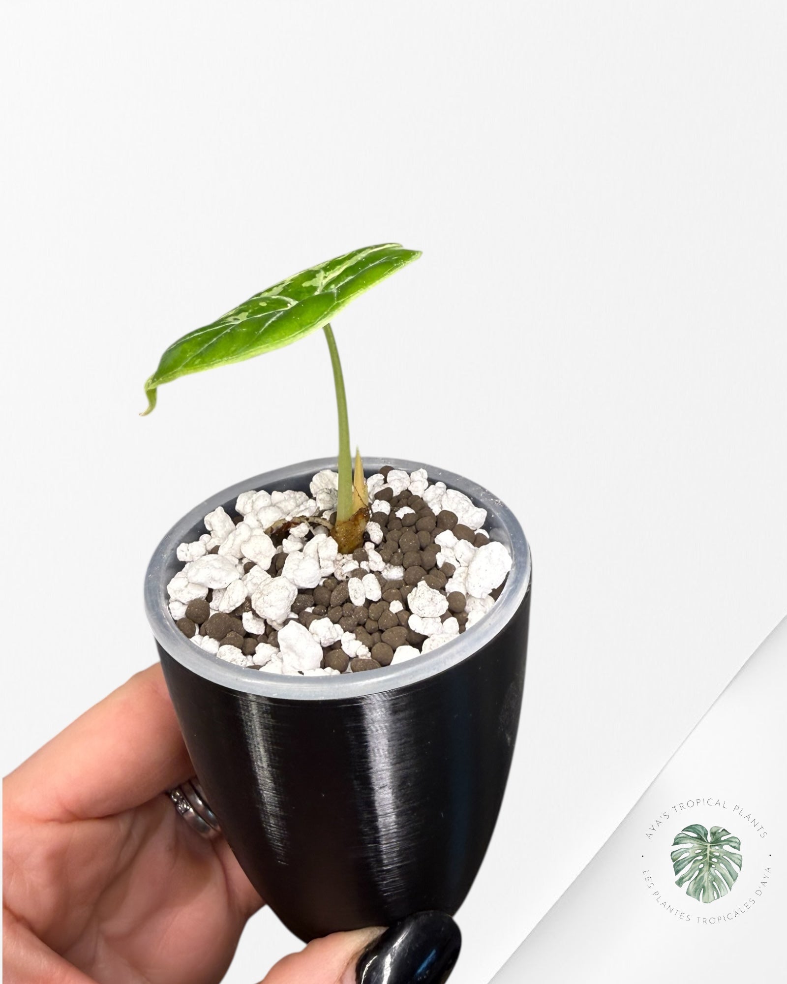 Alocasia Watsoniana Doff. Pink Variegated