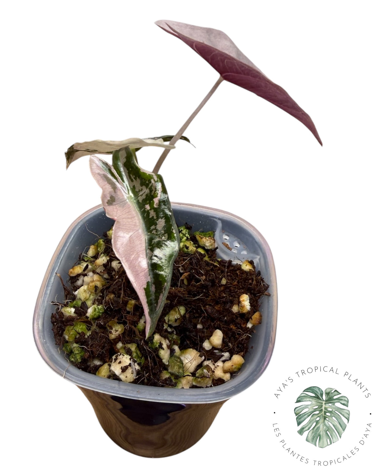 Alocasia Nobilis Panaché Rose