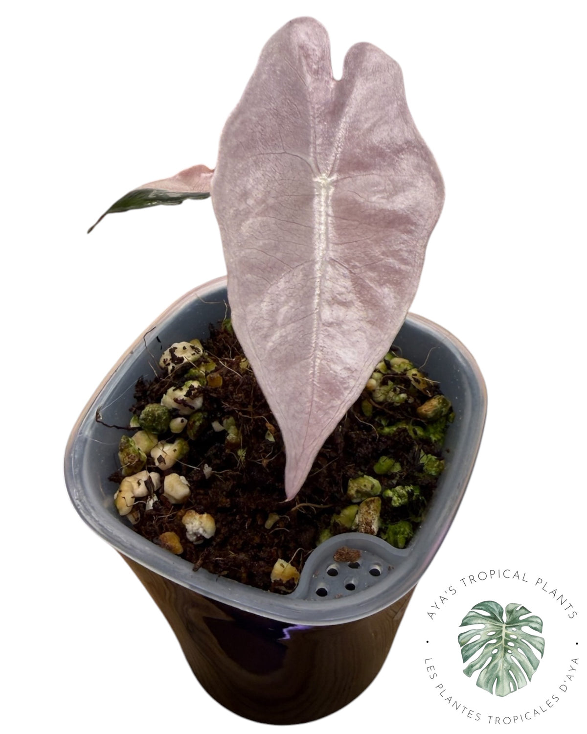 Alocasia Nobilis Panaché Rose