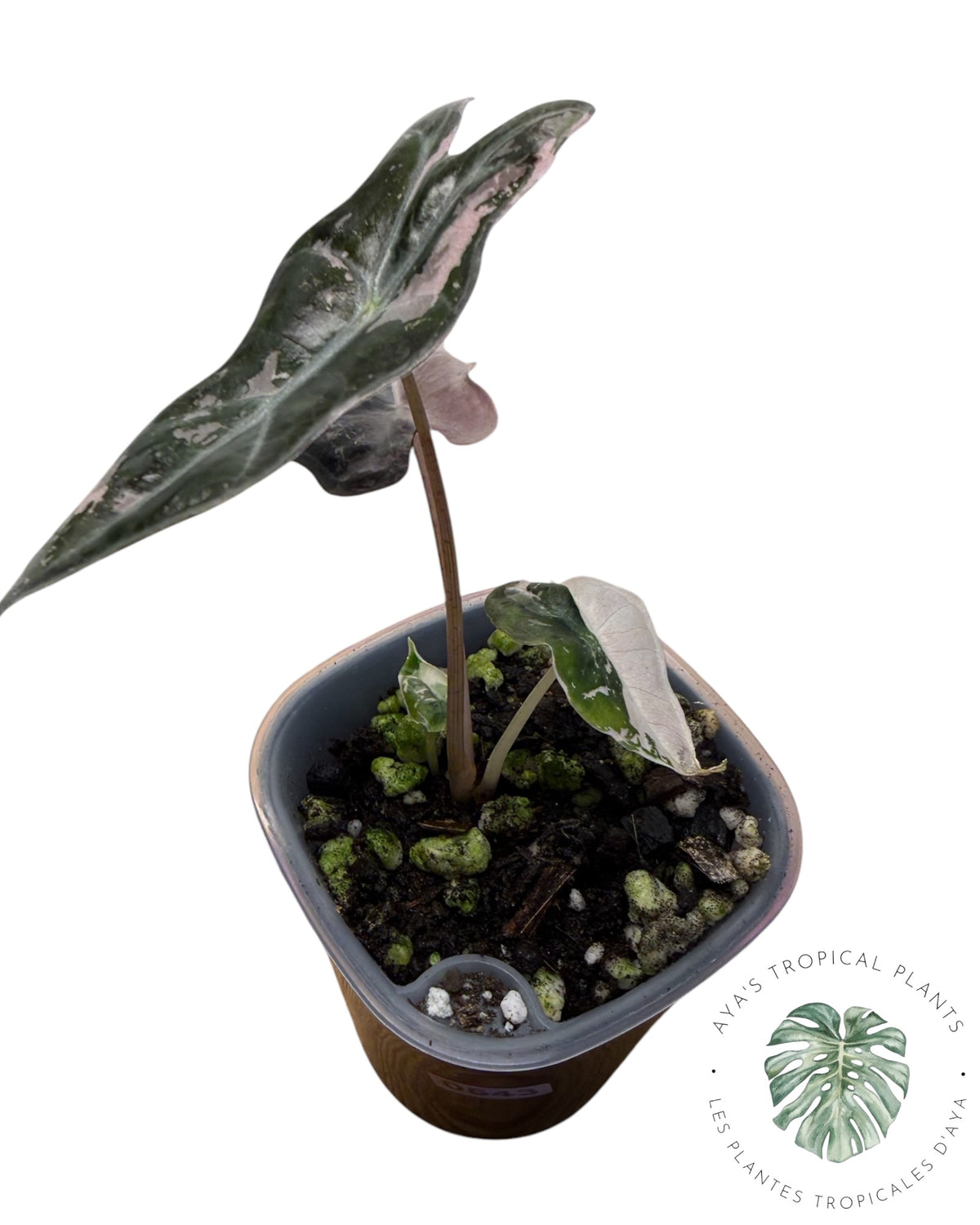 Alocasia Nobilis Panaché Rose