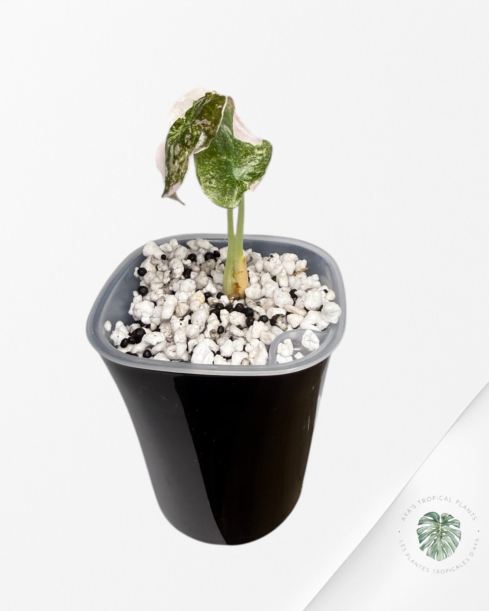 Alocasia Cuprea  Variegated Albo|Pink