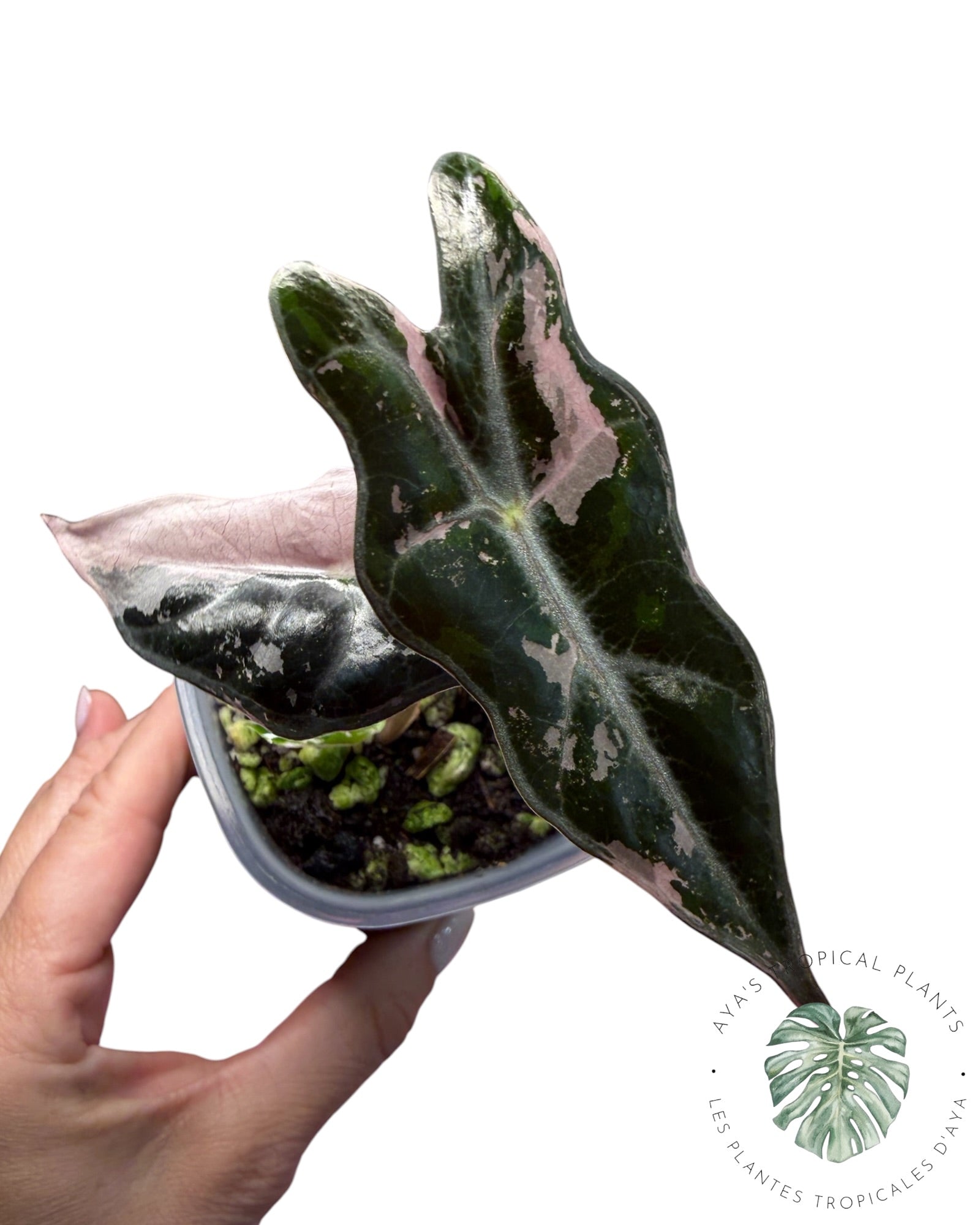 Alocasia Nobilis Panaché Rose