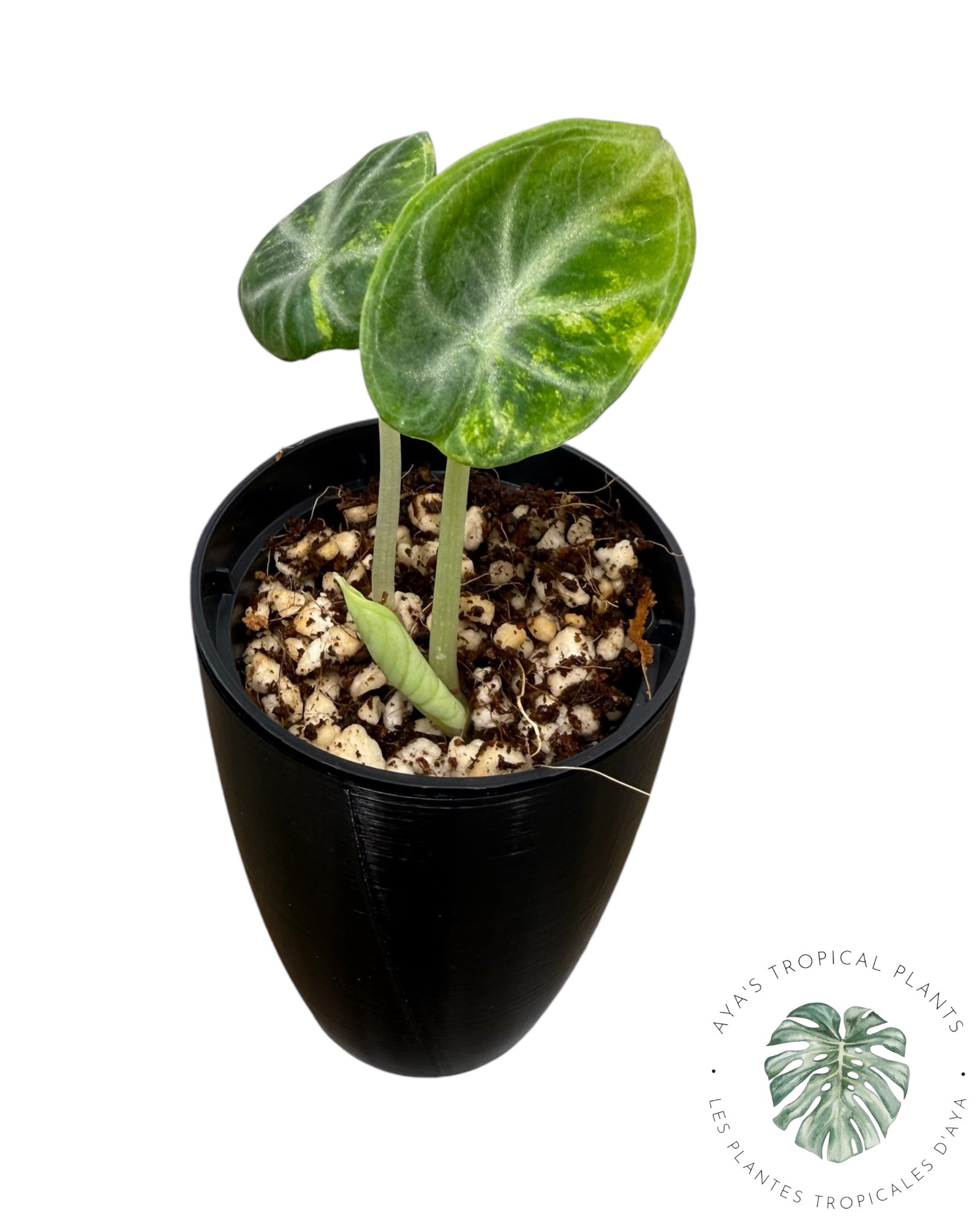 Alocasia Ninja Aurea