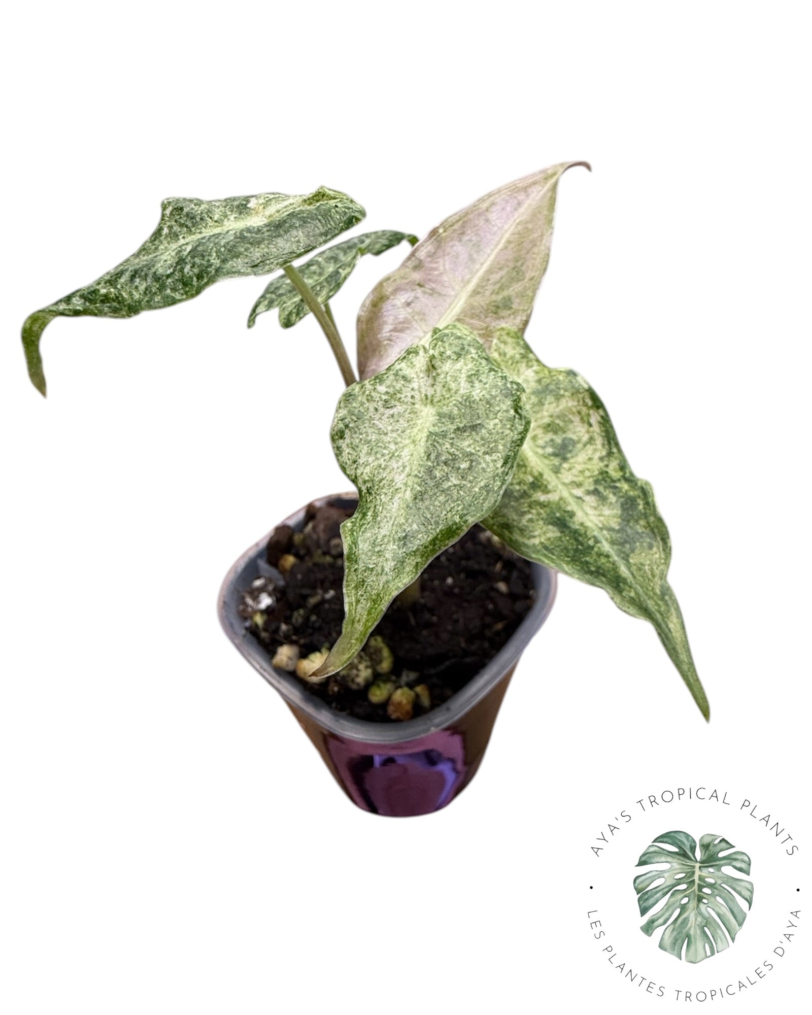 Alocasia Black Satun ‘Stardust’ Variegated