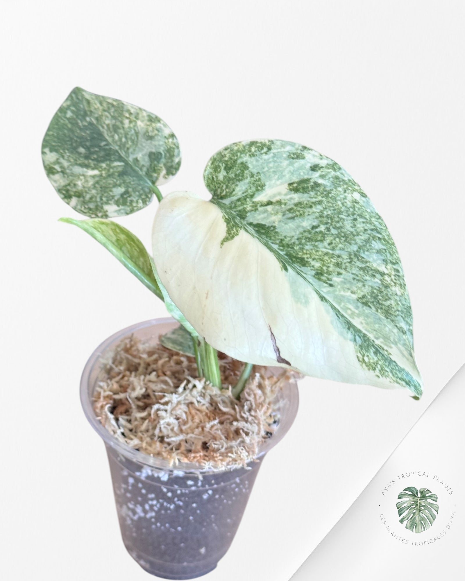 Monstera Legacy