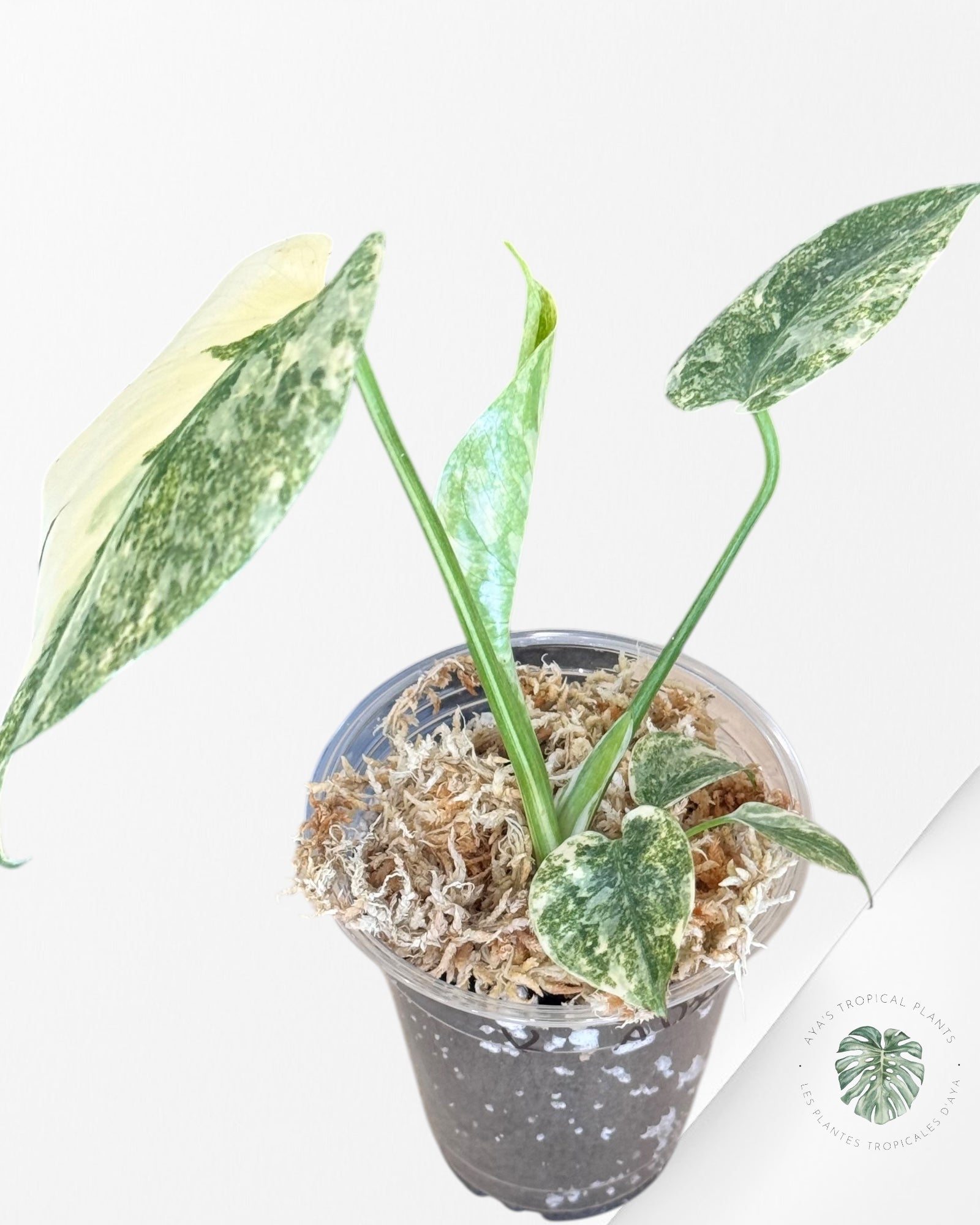 Monstera Legacy