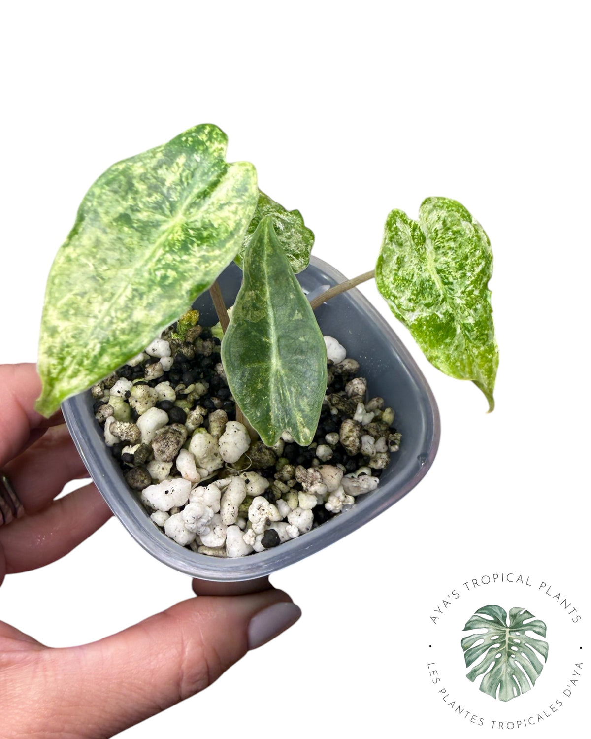 Alocasia Black Satun ‘Stardust’ Variegated