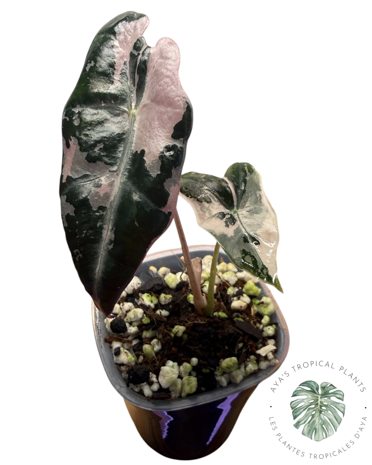 Alocasia Nobilis Pink Variegated