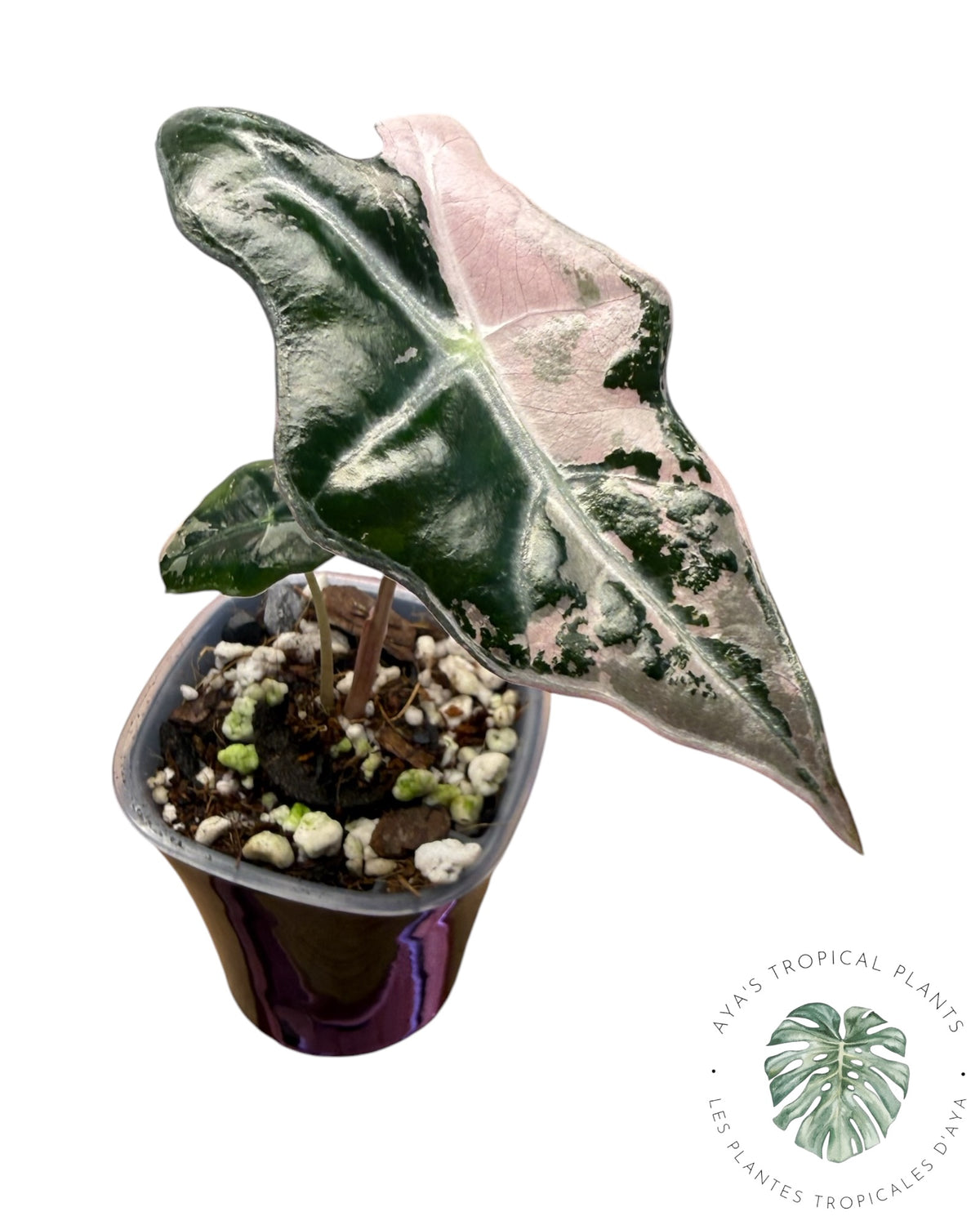Alocasia Nobilis Pink Variegated