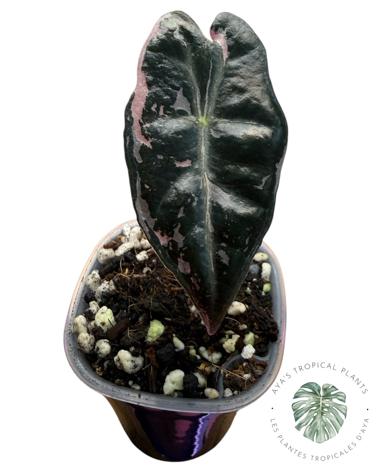 Alocasia Nobilis Pink Variegated