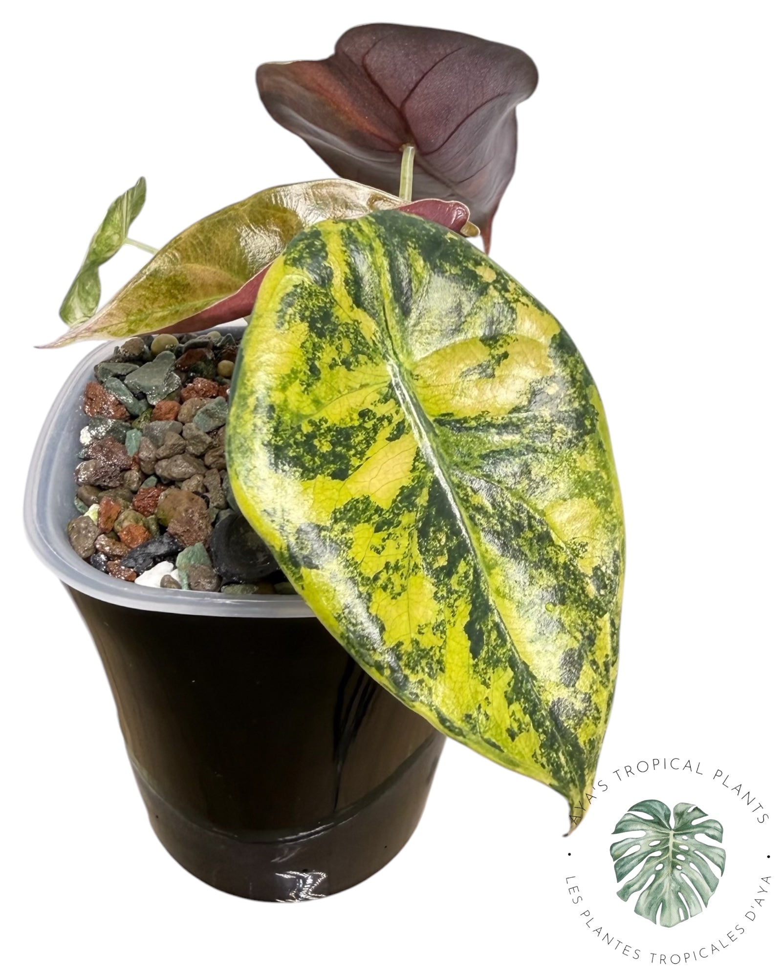 Alocasia Sedenii Aurea Variegated