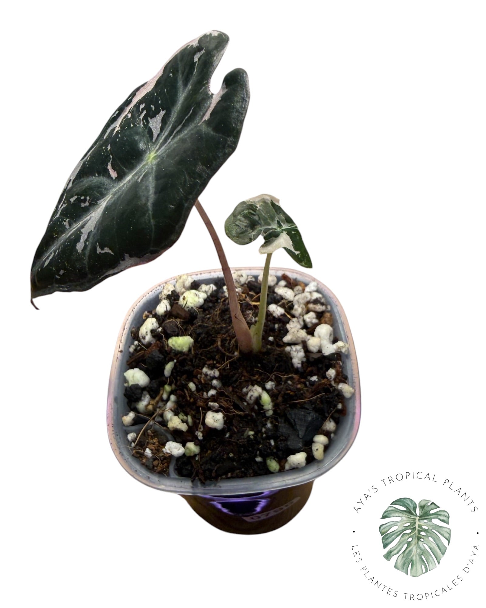 Alocasia Nobilis Pink Variegated
