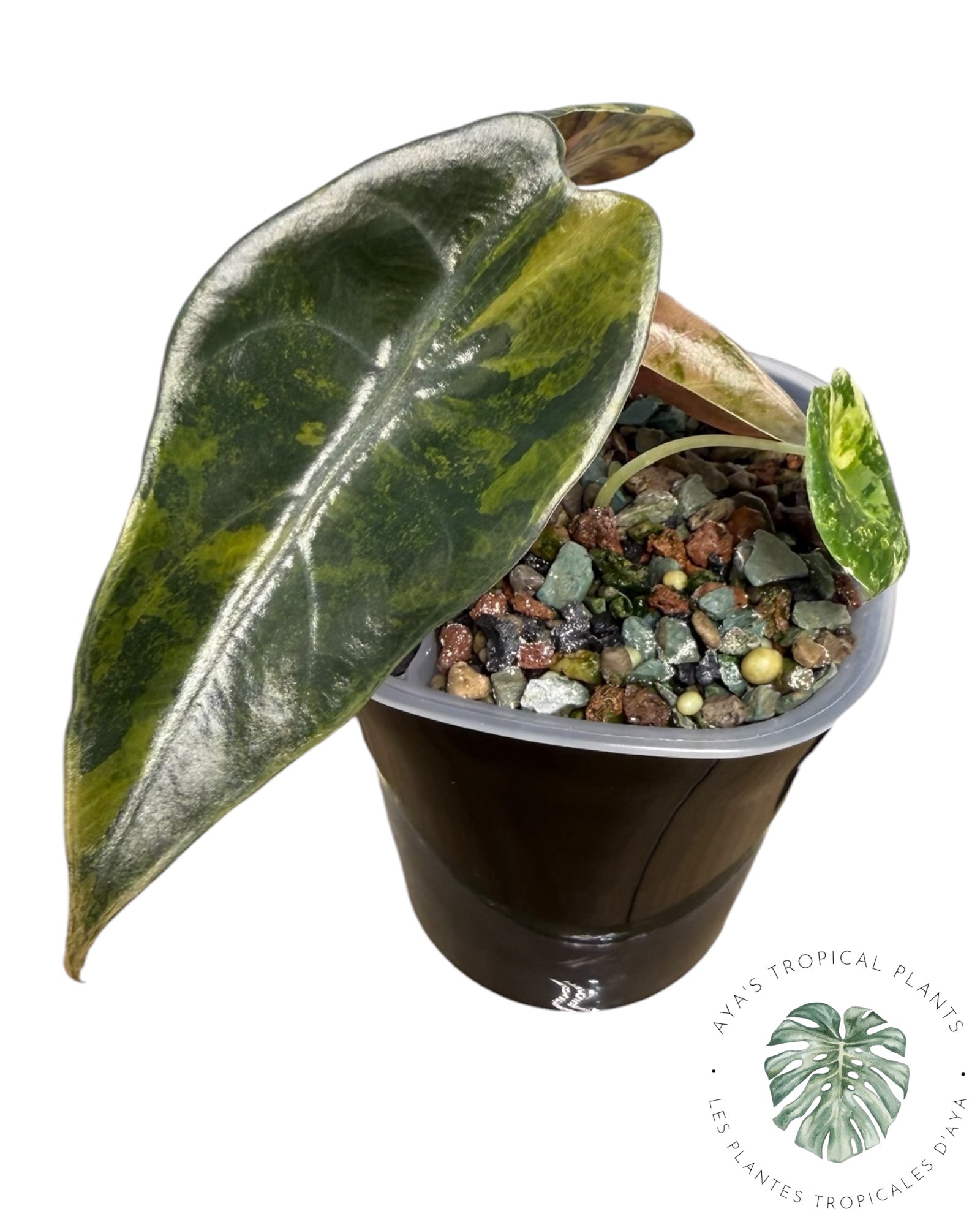 Alocasia Sedenii Aurea Variegated