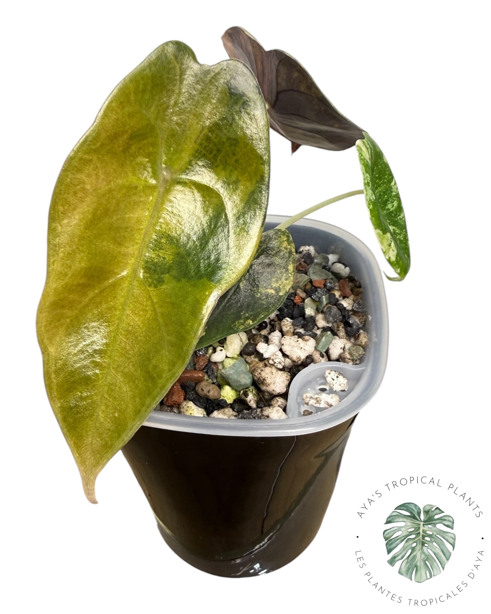 Alocasia Sedenii Aurea Variegated