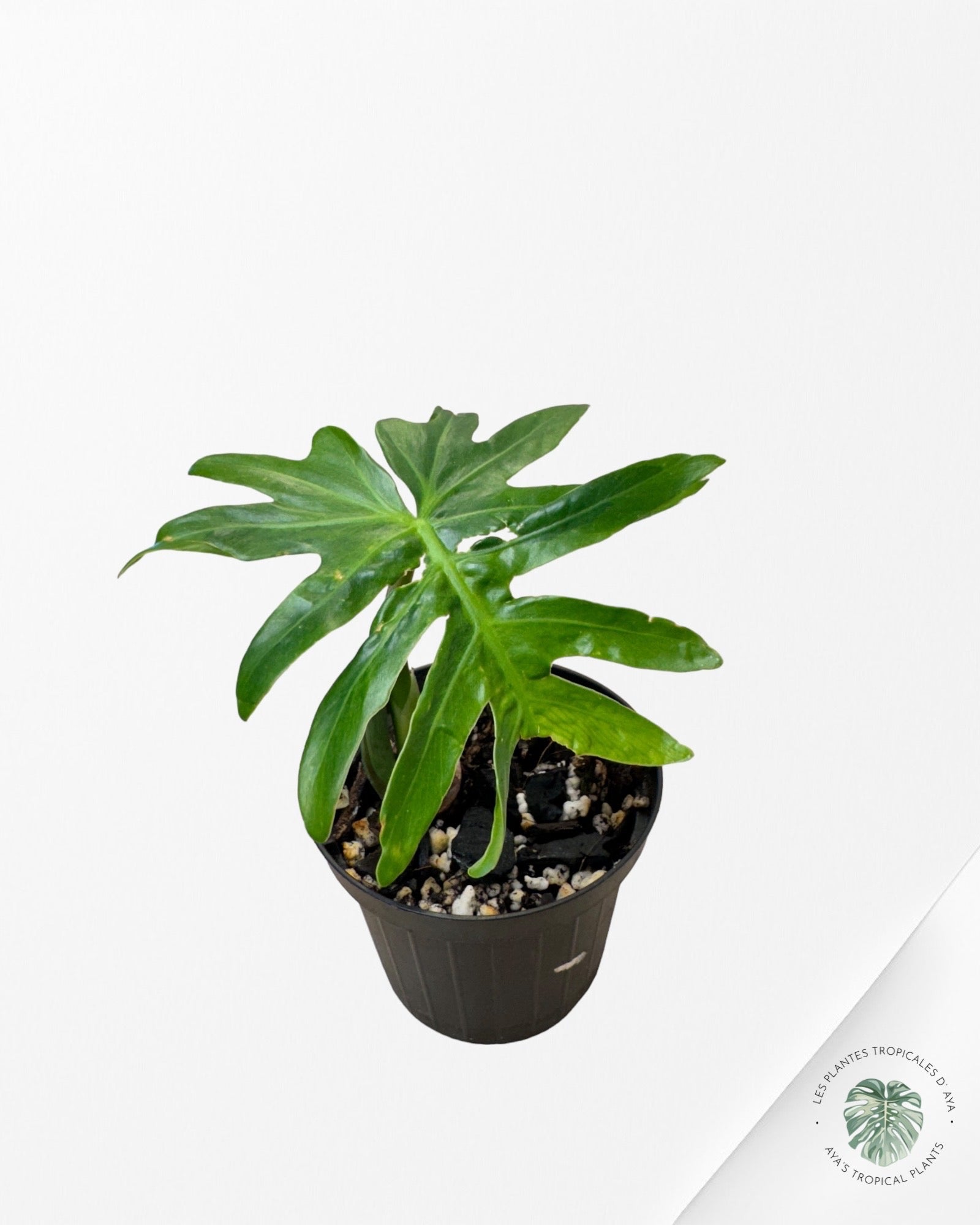 Philodendron Radiatum Variagated JAR1