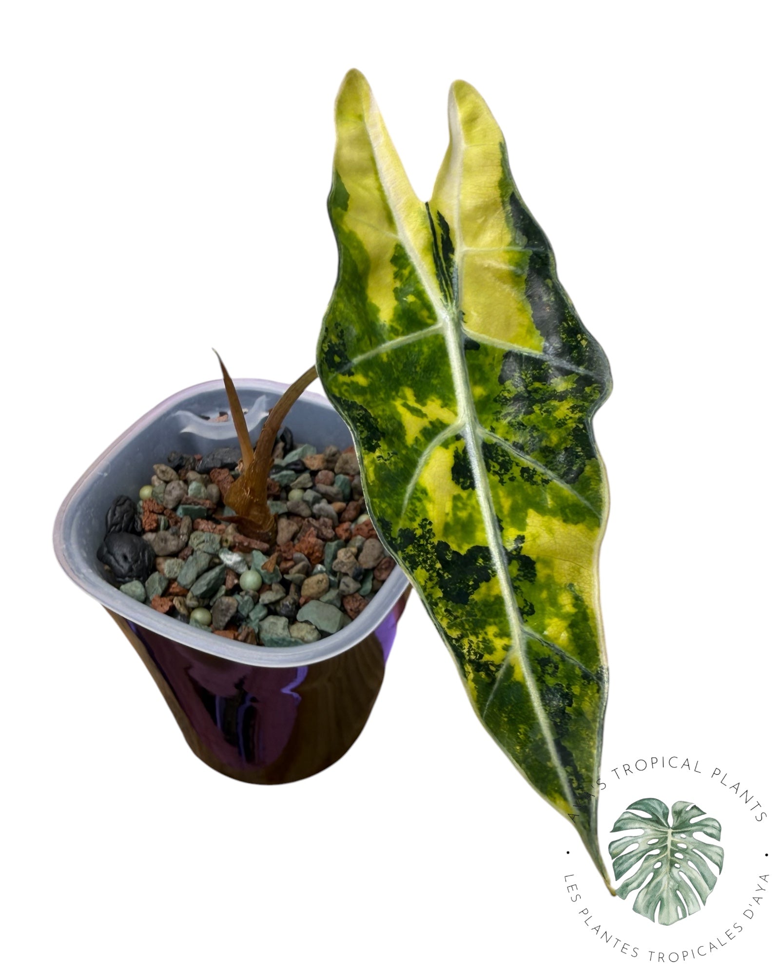 Alocasia Sanderiana ‘Bull’ Aurea Variegated