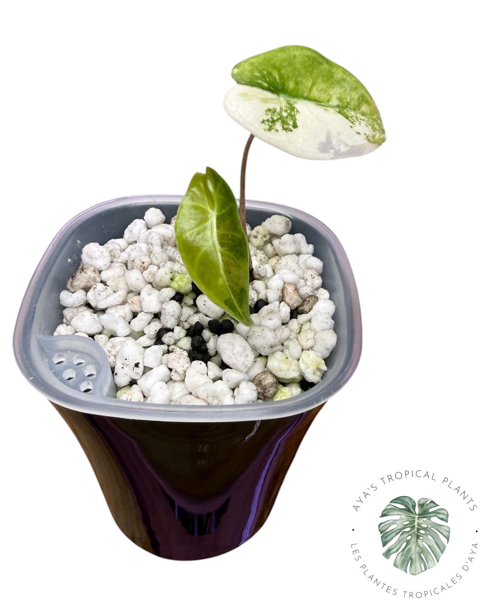 Alocasia Longiloba Grandis Aurea Panaché