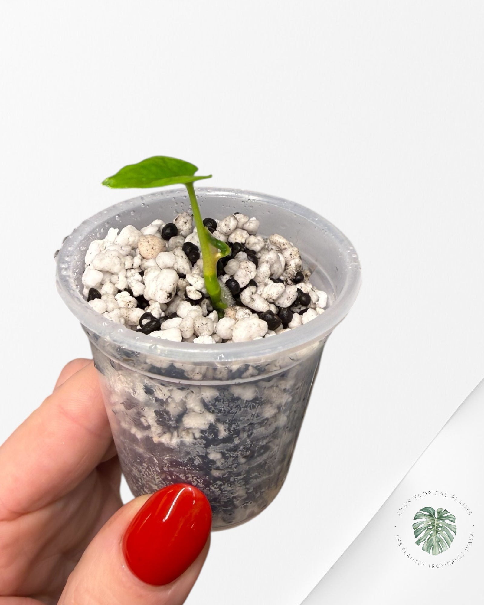 Anthurium Black Magic