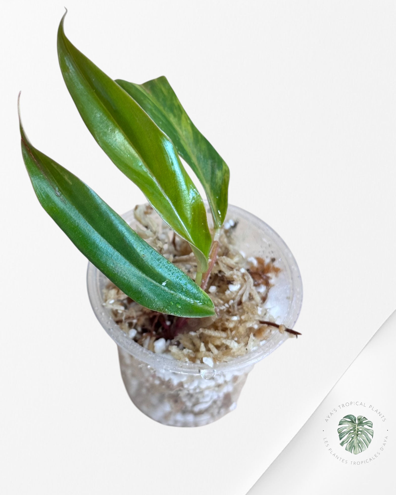 Philodendron Caramel Marble-LU2