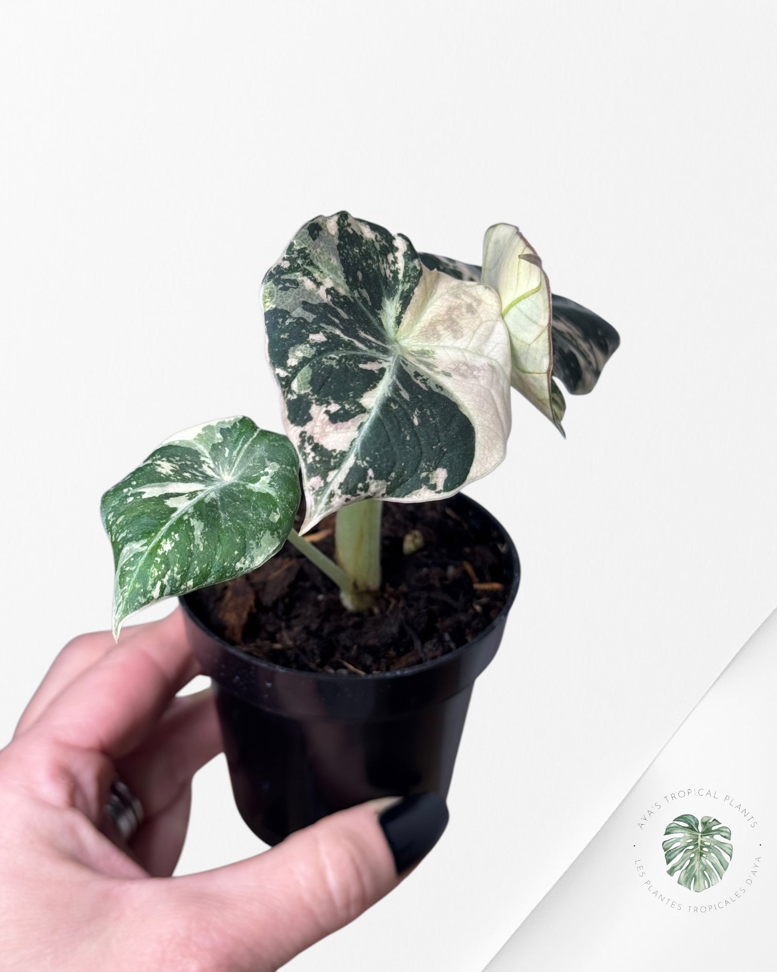 Alocasia Black Velvet Rose-D