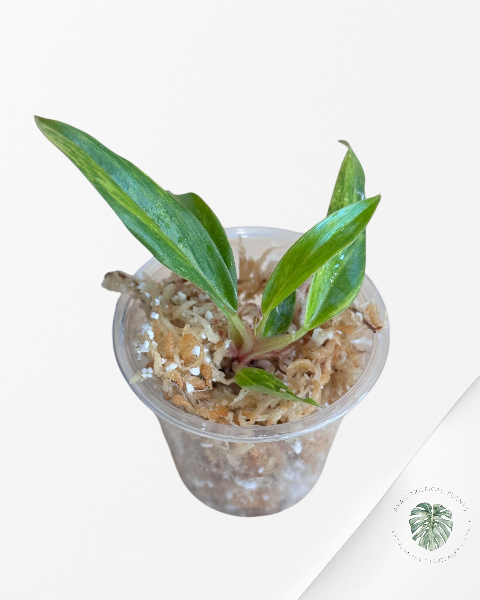 Philodendron Caramel Marble-LU3