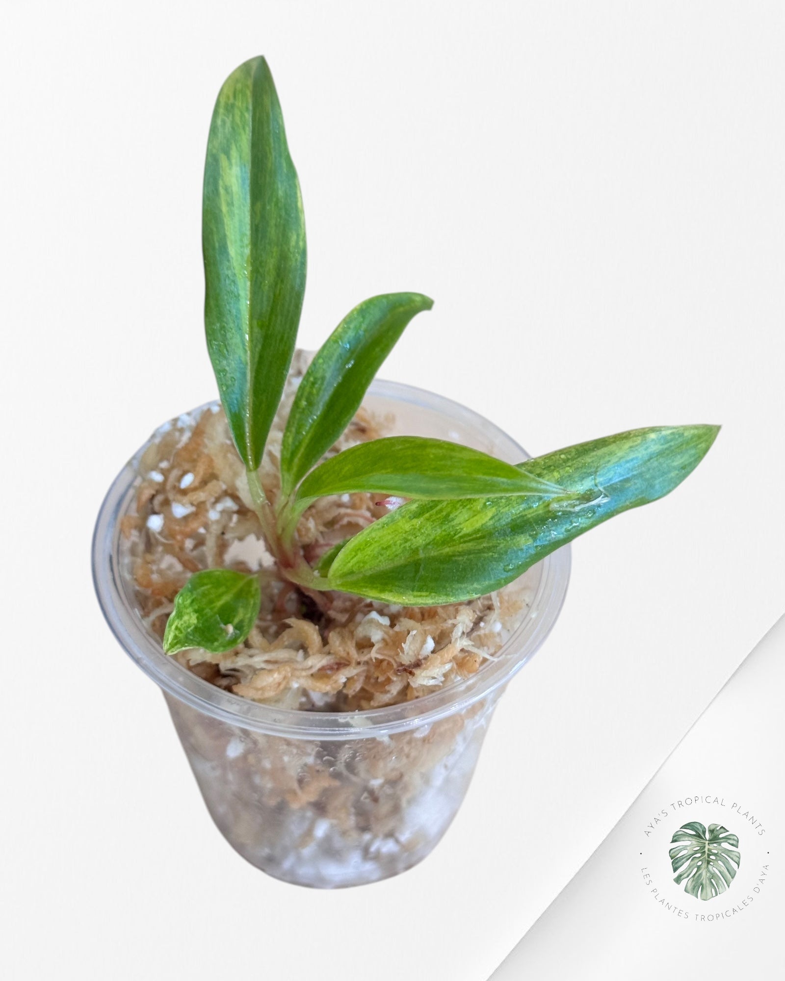 Philodendron Caramel Marble-LU3