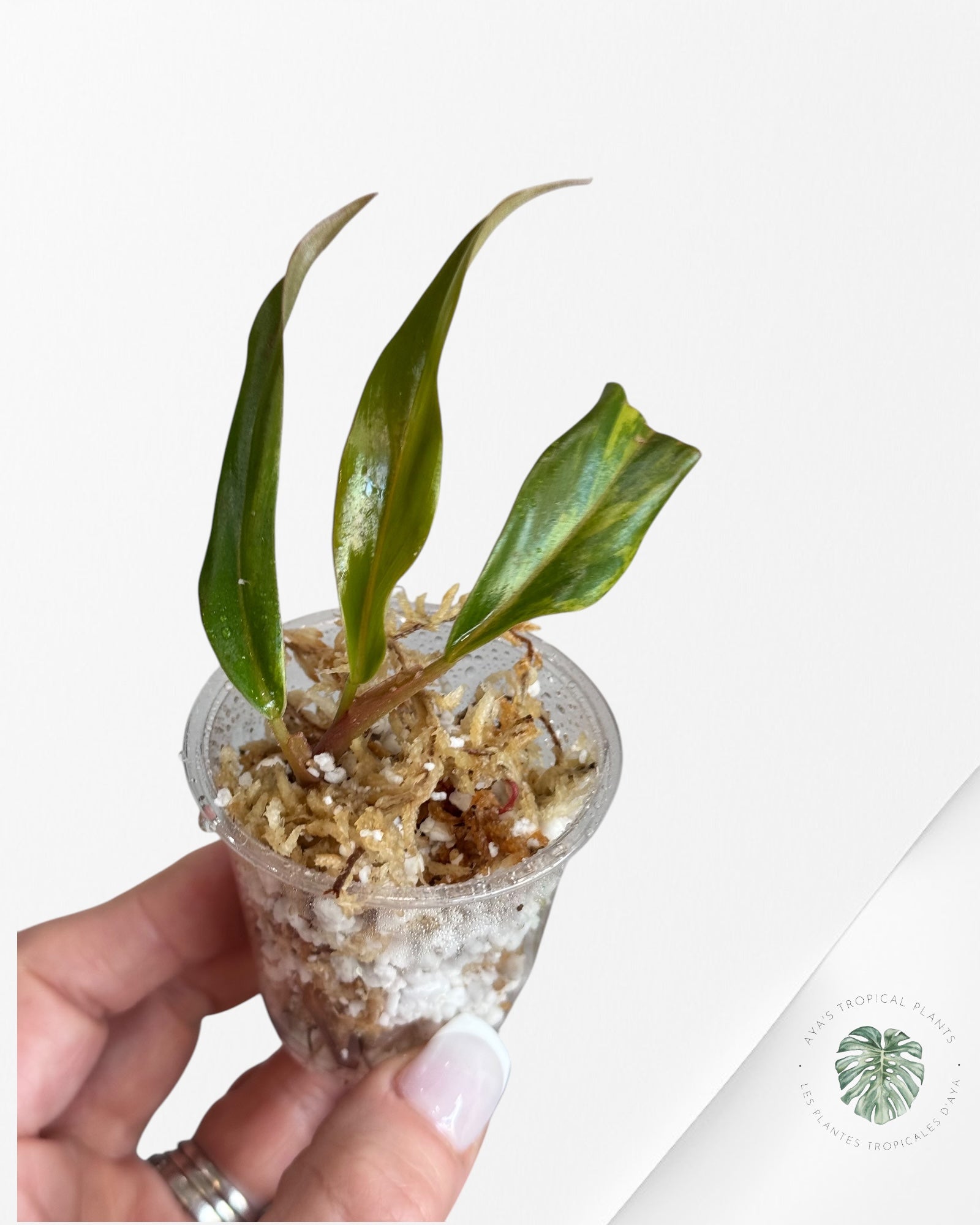Philodendron Caramel Marble-LU2