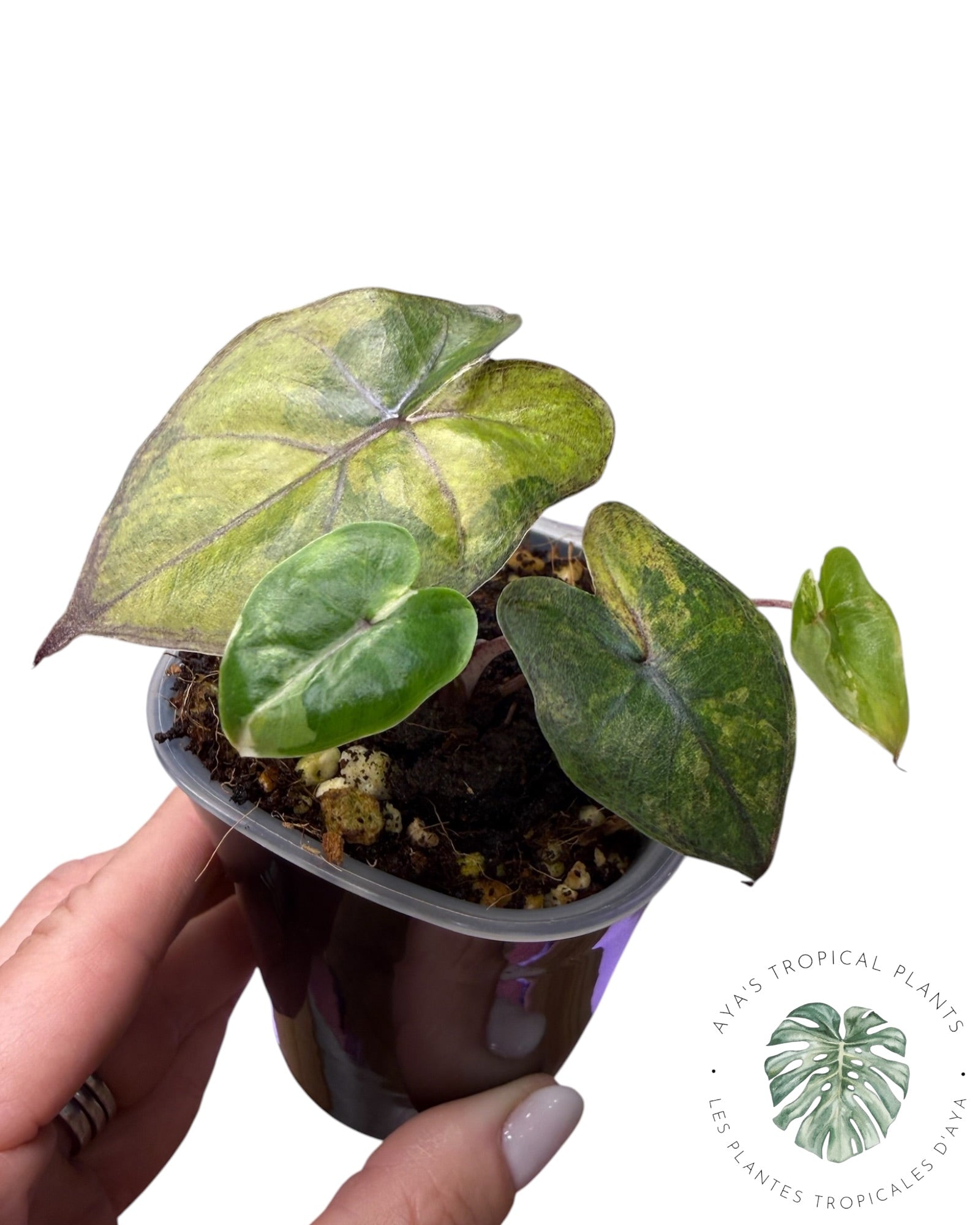 Alocasia Yucatan Aurea Panaché