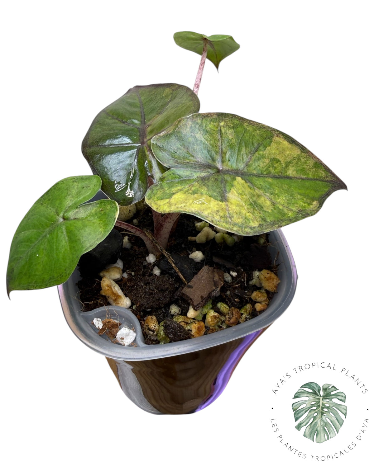 Alocasia Yucatan Aurea Panaché