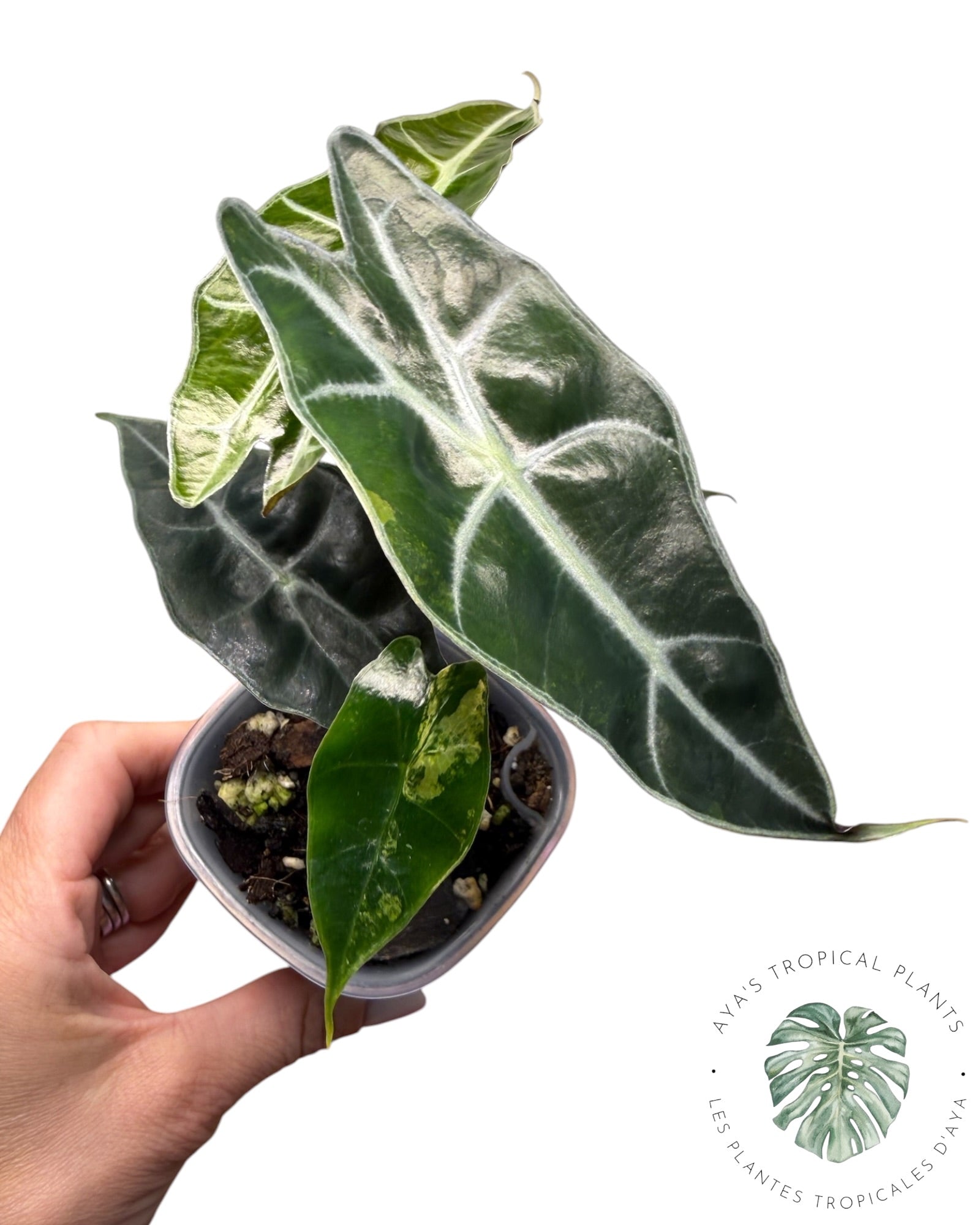 Alocasia Sanderiana ‘Bull’ Aurea Variégata