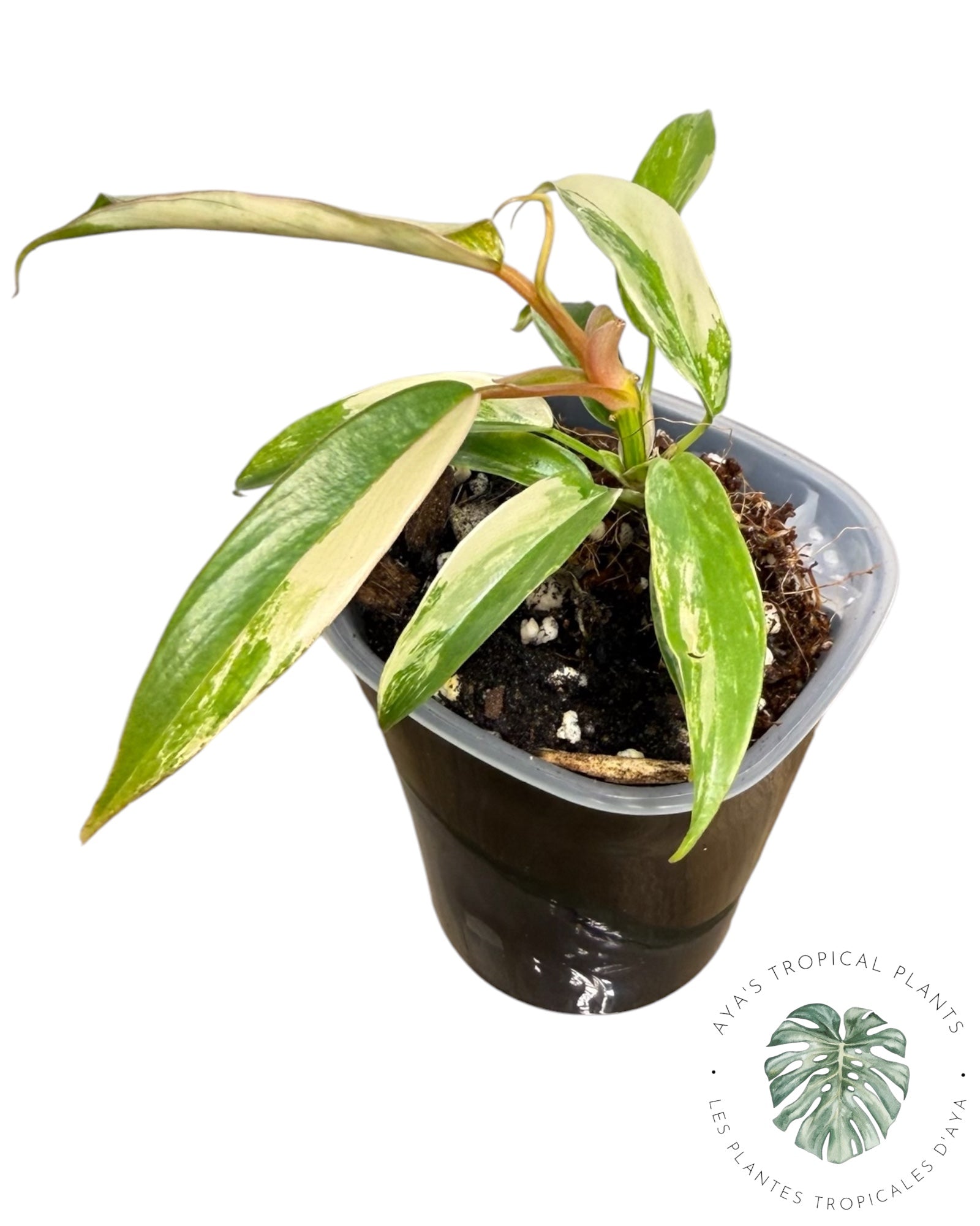 Philodendron Florida Beauty x Tortum