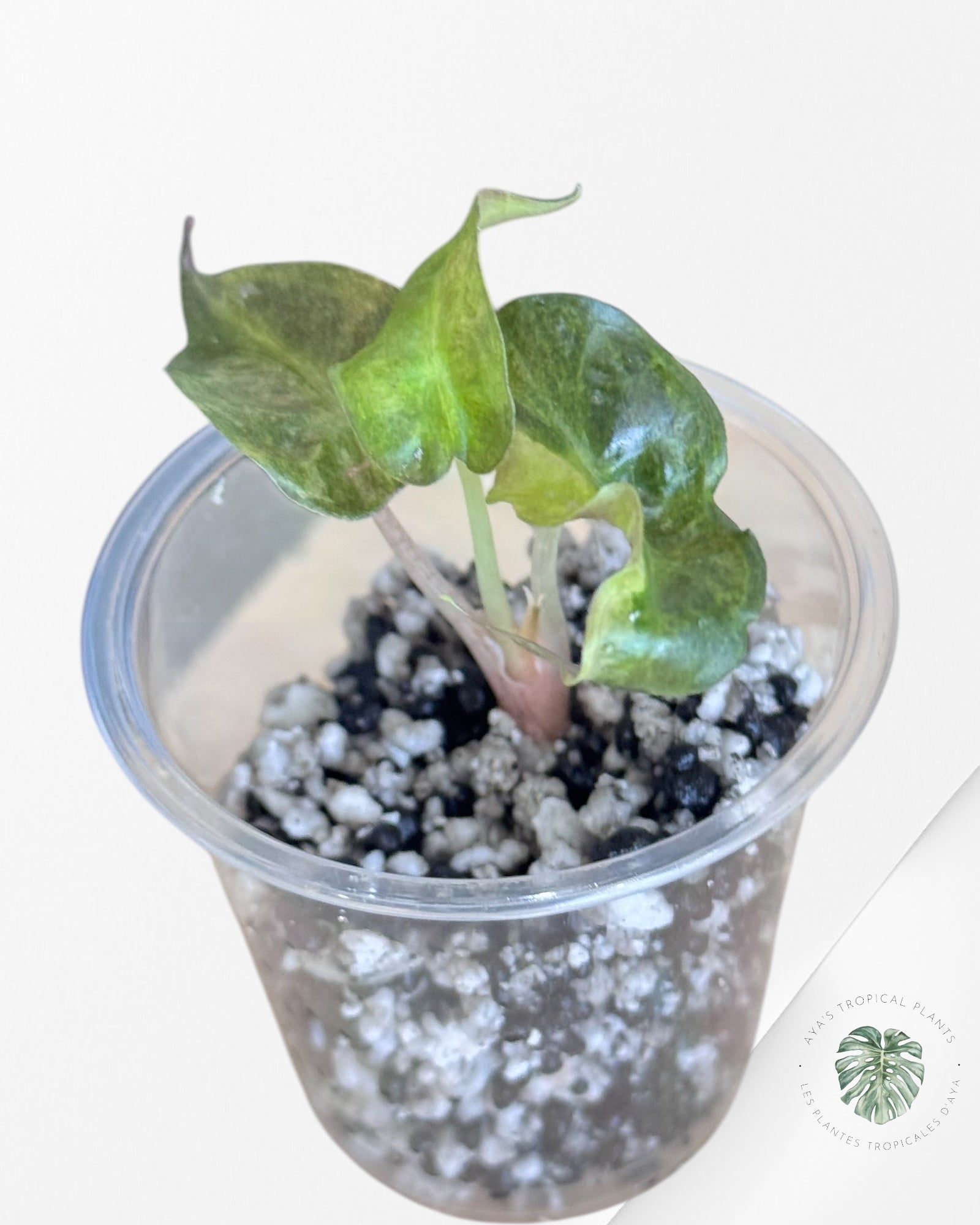 Alocasia Polly Aurea Variegated - LU1