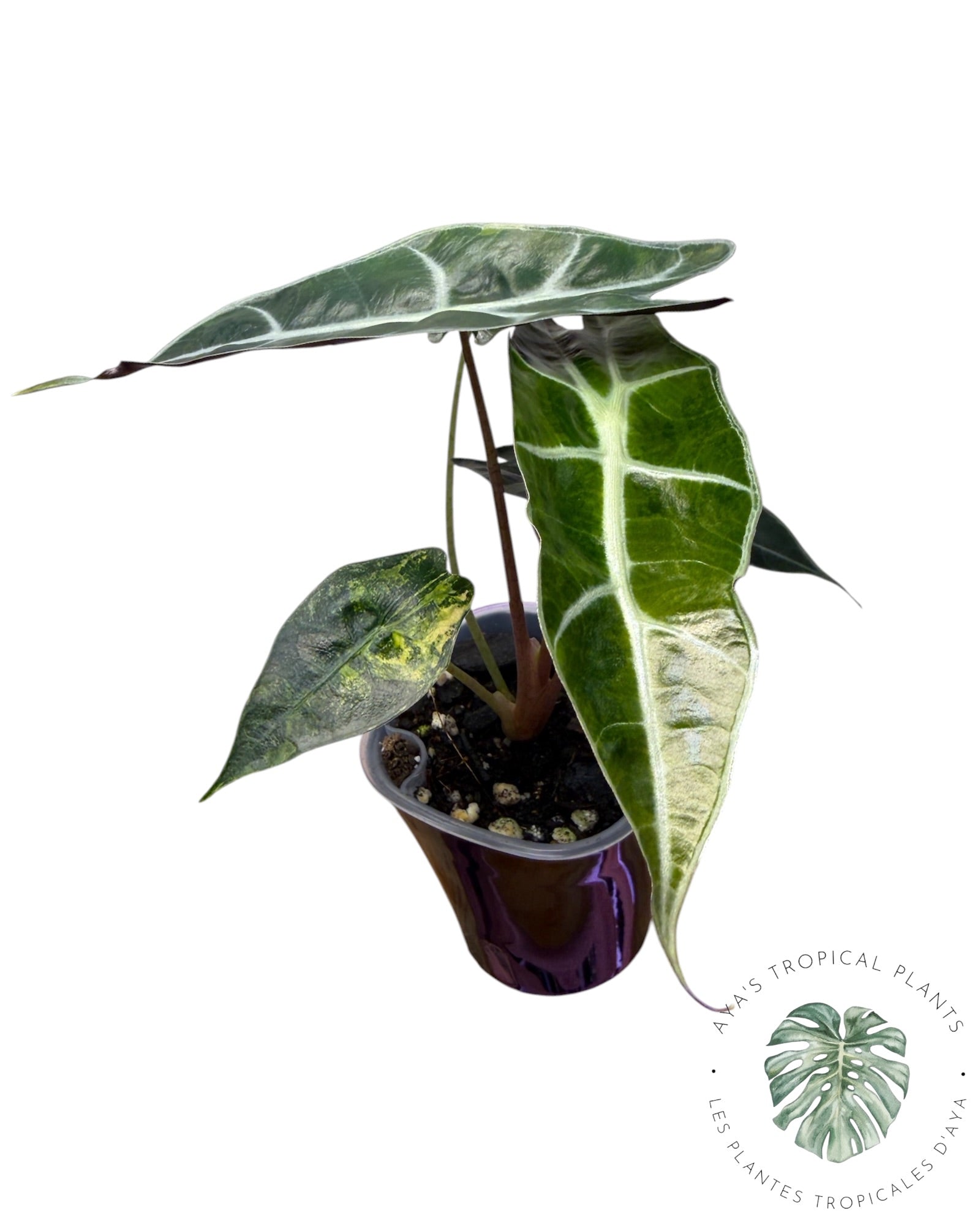 Alocasia Sanderiana ‘Bull’ Aurea Variégata