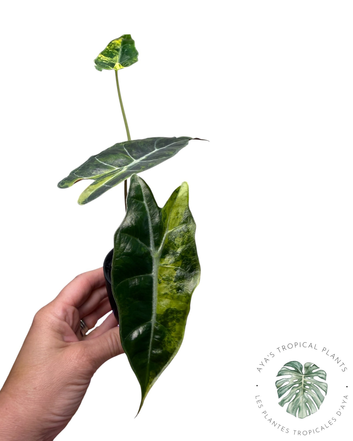 Alocasia Sanderiana ‘Bull’ Aurea Variégata