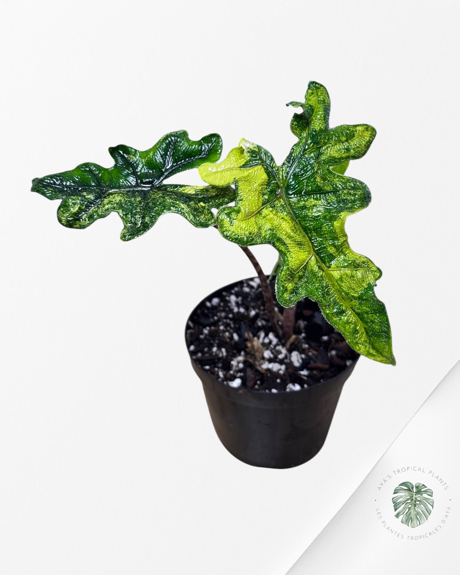 Alocasia Jacklyn Variagated ( aurea )-A