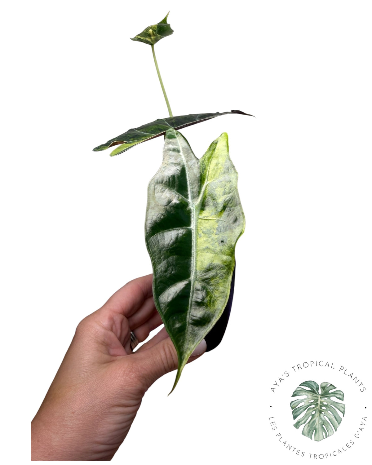 Alocasia Sanderiana ‘Bull’ Aurea Variégata