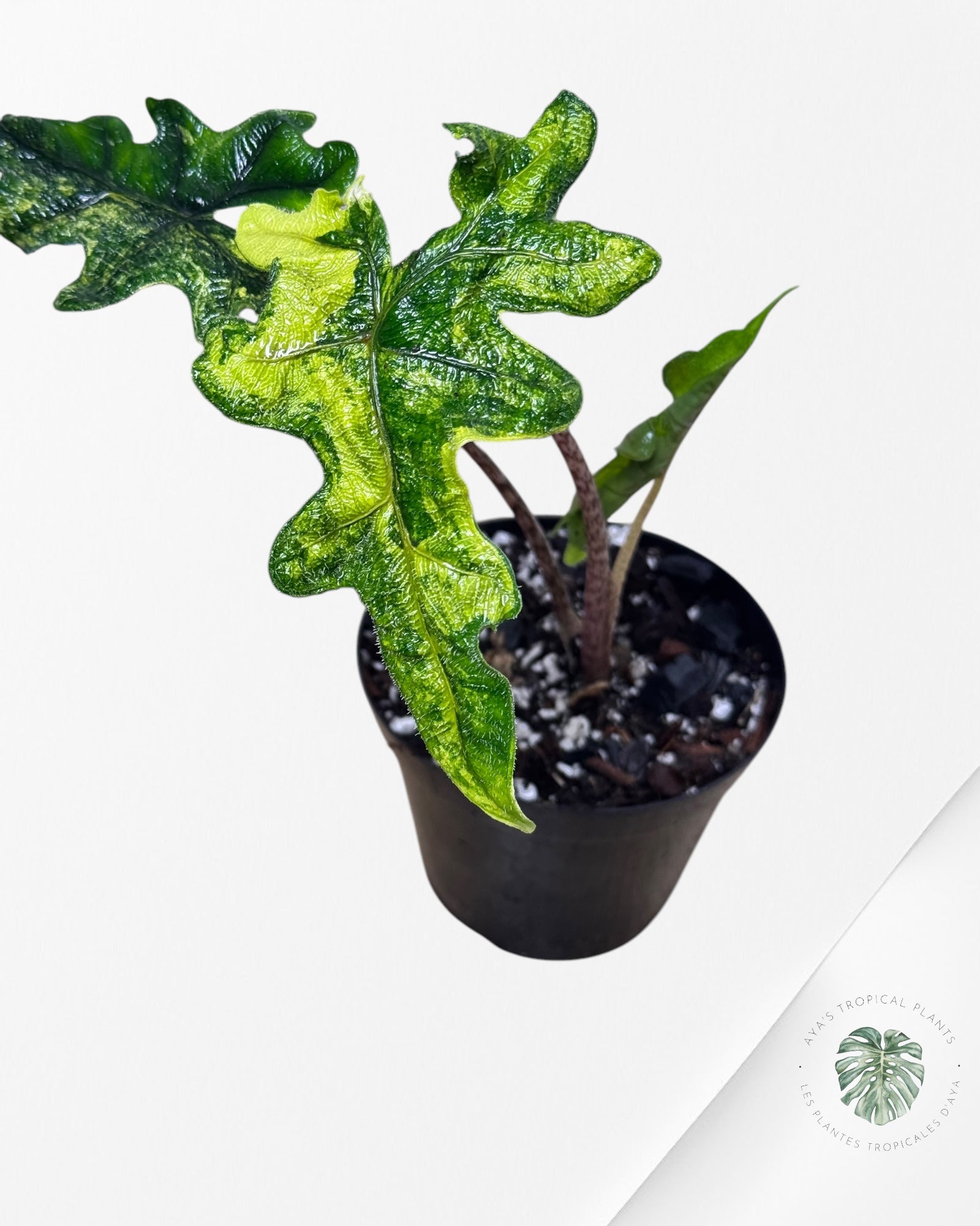 Alocasia Jacklyn Variagated ( aurea )-A