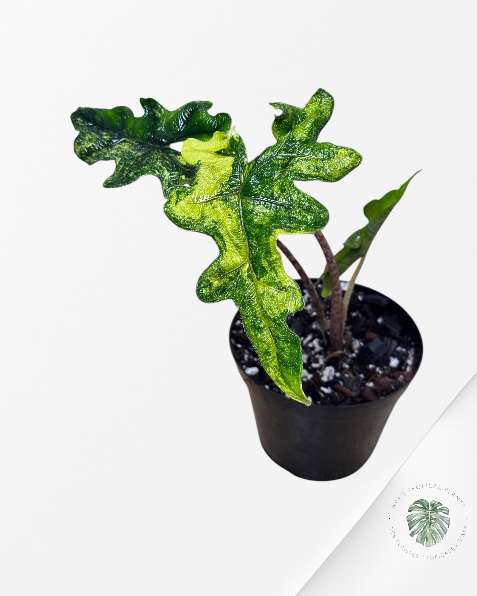 Alocasia Jacklyn Variagated ( aurea )-A