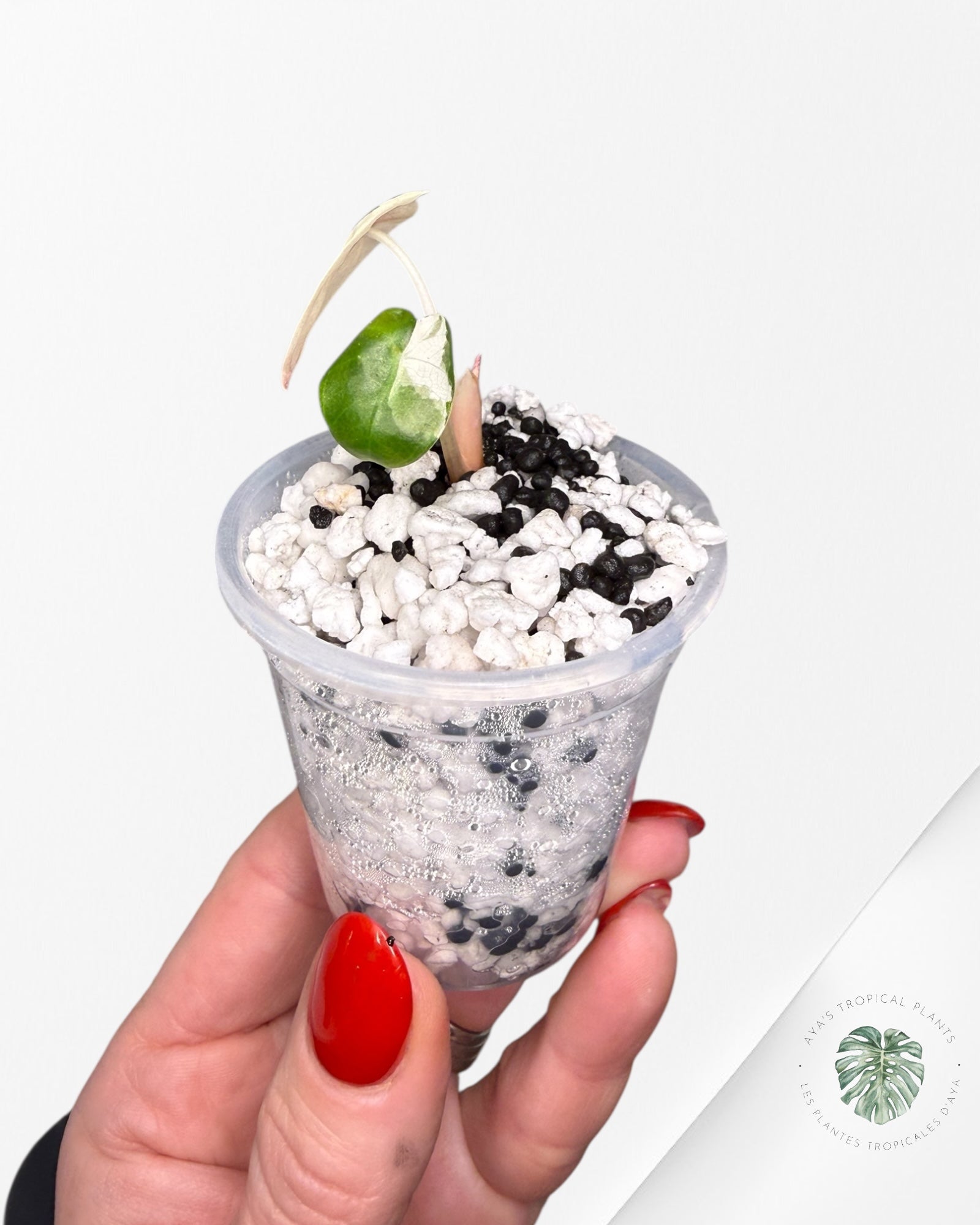 Alocasia Heart Balloon Pink variegated