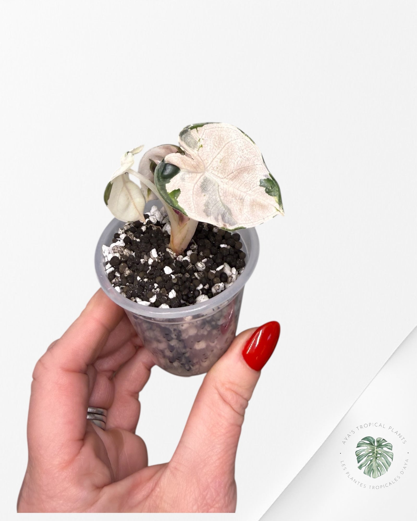 Alocasia Heart Balloon Pink variegated