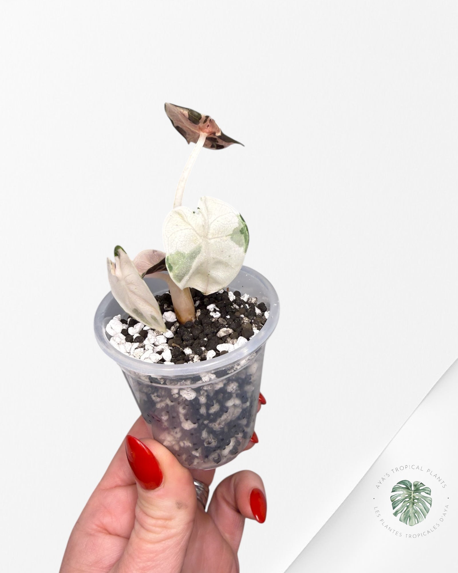 Alocasia Heart Balloon Pink variegated